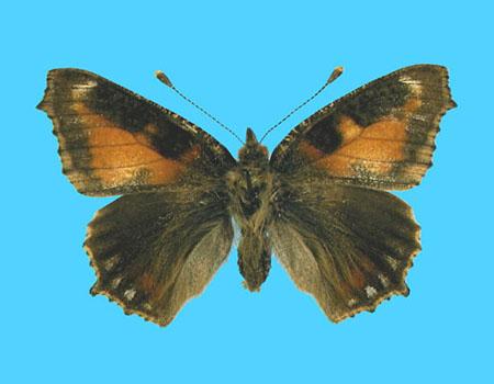 Aglias urticae ab. conjuncta 9-10-1928 Ting, Herts Co., UK (Internet Image property of respective owner, non-commercial use only)